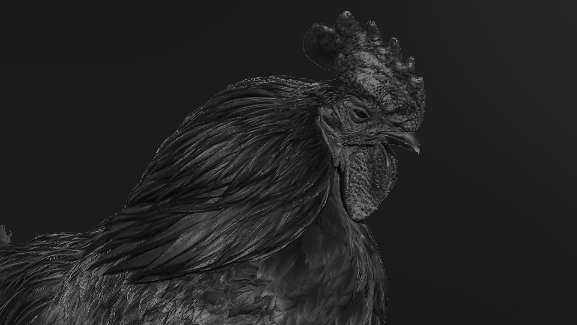 Il Gallo Nero — the black rooster